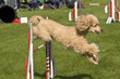 Königspudel im Agility-Kurs