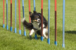 Border Collie zwischen Slalomstangen