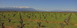 Pieds de Vigne et Neiges sur le Canigou ; Pyrénées Orientales