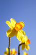 Daffodils in the flower districs of Holland