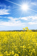 Field of oilseed rape Field of oilseed rape