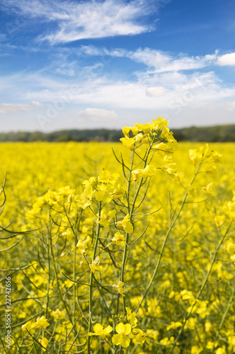 Foto: Canola Field Canola Field