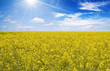 field or rape