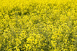 yellow rape