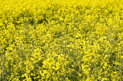 Photo: yellow rape yellow rape