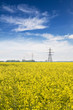 oilseed rape
