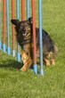 Agility - sehenswerter Hundesport