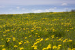 dandelions
