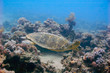 flying turtle