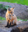 Kit Fox in the Wild Kit Fox in the Wild