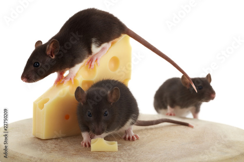 Photo: Mehrere Mäuse um einen Käse auf einem Holzteller Mehrere Mäuse um einen Käse auf einem Holzteller