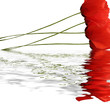 Flood sur bouquet de Coquelicots