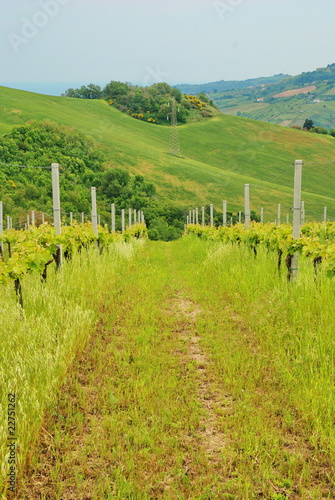 Photo: campagna campagna