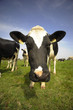 vache de bretagne