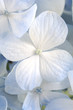 Light blue hydrangea flowers