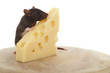 Ratte sitzt auf einem Holzteller und frisst einen Käse