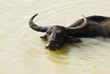 Waterbuffalo