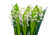 bunch of white flowers