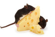 Ratte sitzt auf einem Holzteller und frisst einen Käse Ratte sitzt auf einem Holzteller und frisst einen Käse