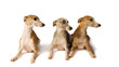 Drei Whippets gucken in eine Richtung
