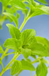 Stevia