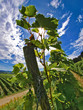 Rebstock am Kaiserstuhl