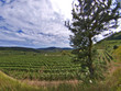 Am Kaiserstuhl