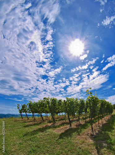 Foto: Kaiserstuhl, Rebberg1 Kaiserstuhl, Rebberg1