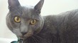 Cat Reaction