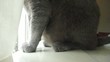 Cat Jumping Series