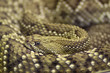 Horned Viper