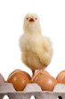 Baby chick on  eggs in egg carton
