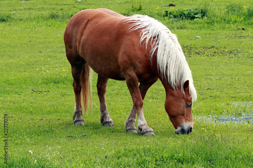 Foto: Cavalli al pascolo Cavalli al pascolo