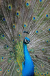 Pfau 2