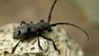 Beetle Rosalia Beetle Rosalia