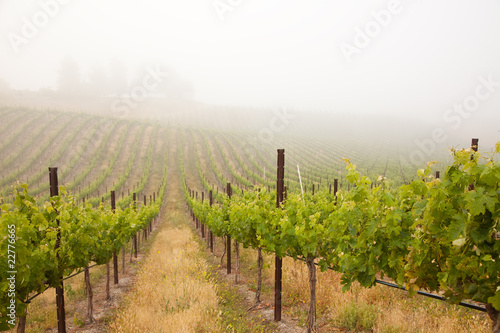Photo: Beautiful Lush Grape Vineyard Beautiful Lush Grape Vineyard