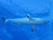 Requin requiem