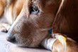 Foto: dog lying on bed with cannula in vein taking infusion dog lying on bed with cannula in vein taking infusion