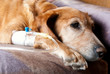 Foto: dog lying on bed with cannula in vein taking infusion dog lying on bed with cannula in vein taking infusion