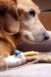 Foto: dog lying on bed with cannula in vein taking infusion dog lying on bed with cannula in vein taking infusion