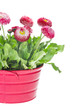 Marguerite, garden daisy, bellis Marguerite, garden daisy, bellis