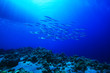 Shoal de Macrou sub barca