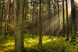 dark forest
