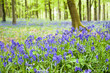 A carpet of bluebells A carpet of bluebells