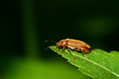 Roter Fliegenkäfer (Cantharis rufa)