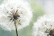 Pusteblume