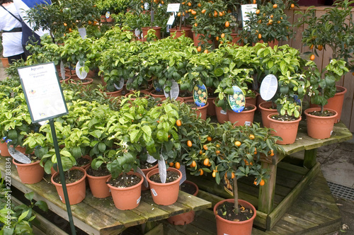 Photo: Jardinerie Jardinerie