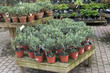 Jardinerie