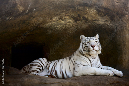 Photo: White Tiger White Tiger