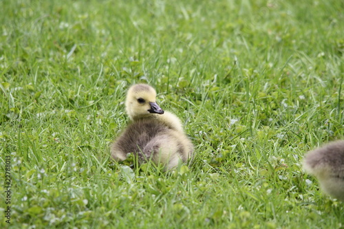 Photo: Gänse Küken Gänse Küken